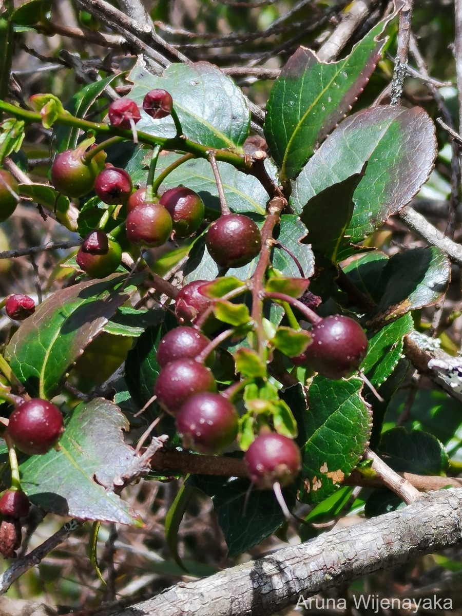 Gaultheria fragrantissima Wall.